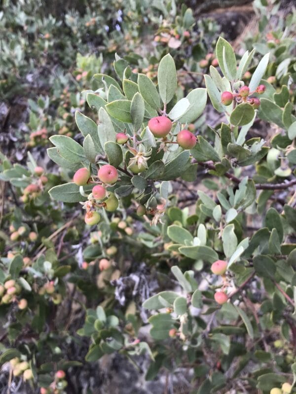 manzanita plant in Yosemite national park